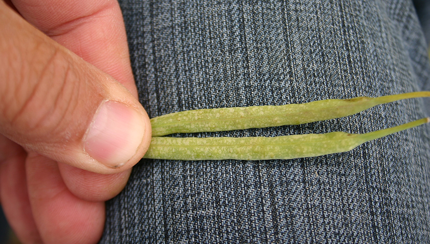 managing after fall frost on canola