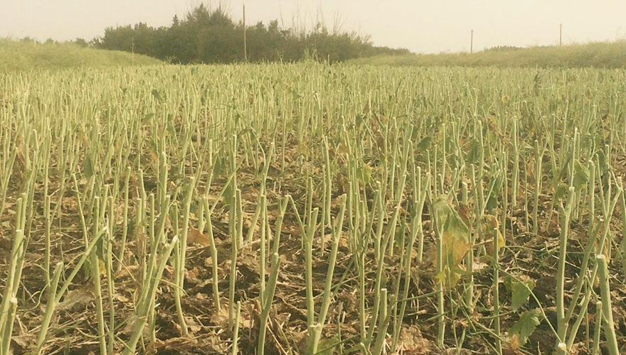 post-harvest-herbicide-applications