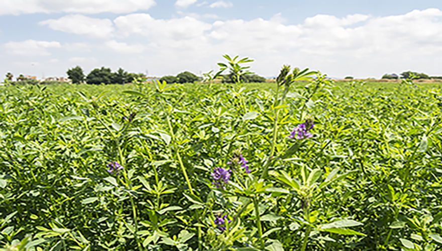 preventing-winter-kill-forage-crops