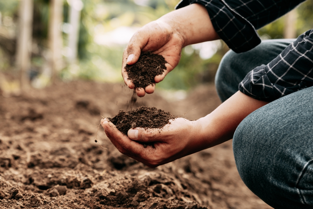 Hand of farmer inspecting soil health before planting in organic farm. Soil quality Agriculture, gardening concept.