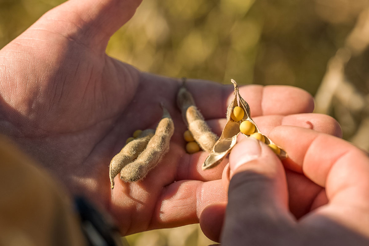 Grower holding seed pods
