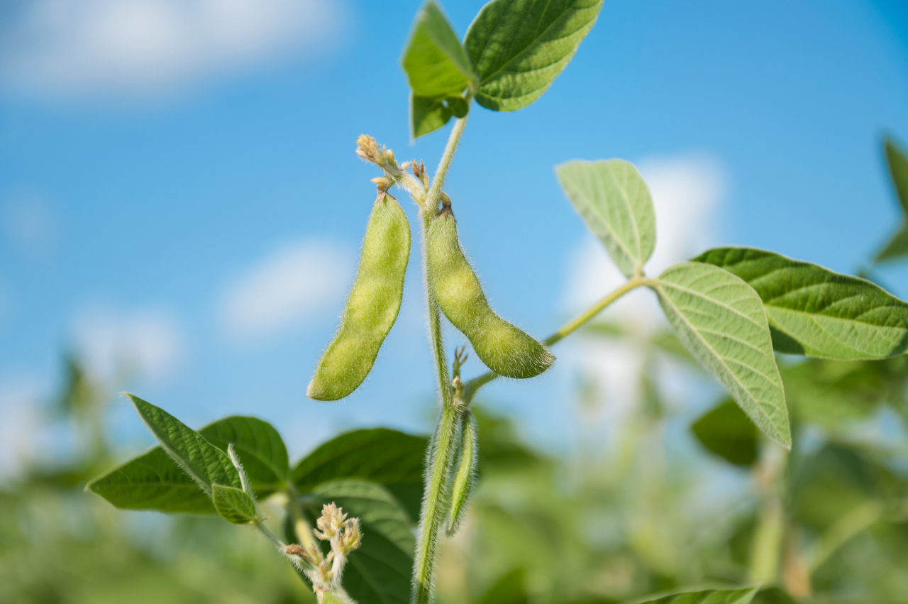 Young green pods of varietal soybeans on a plant stem in a soybean field at noon during the active growth of crops against the background of the sky with clouds. Selective focus.