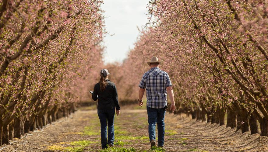 Growers walking through an orchard